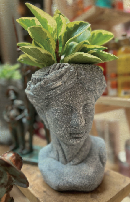 CABEZA GRANDE CON PLANTA