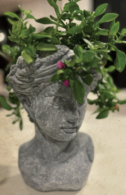 CABEZA GRANDE CON PLANTA
